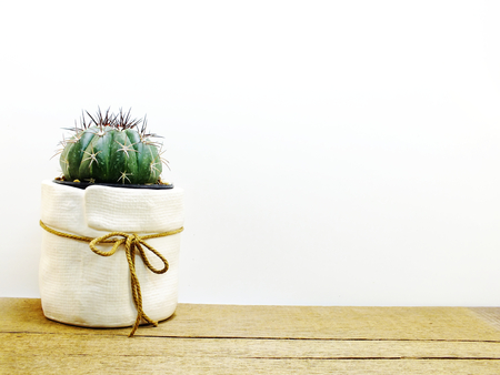 cactus plant home decoration group of small cactus potの写真素材