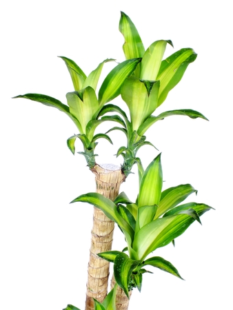 green dracaena fragrans cornstalk dracaena isolated on a white backgroundの写真素材