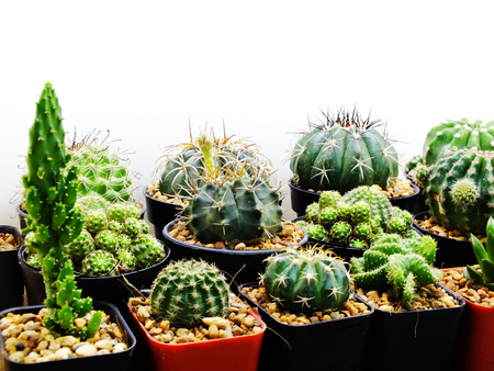 succulents and cactus in flowerpot on white backgroundの写真素材