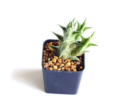 succulent plant isolated on white backgroundの写真素材