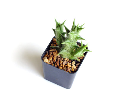 succulent plant isolated on white backgroundの写真素材