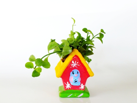 green plant hanging isolated collection on white backgroundの写真素材