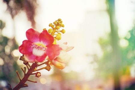 beautiful pink sal flowers cannonball tree sal tree sal of india cannonball flower couroupitaの写真素材