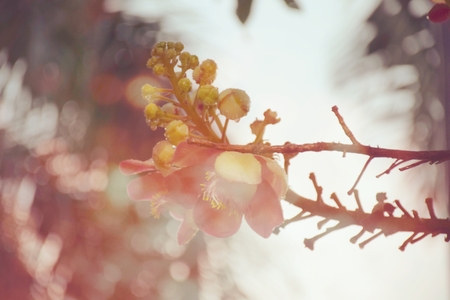 beautiful pink sal flowers cannonball tree sal tree sal of india cannonball flower couroupitaの写真素材