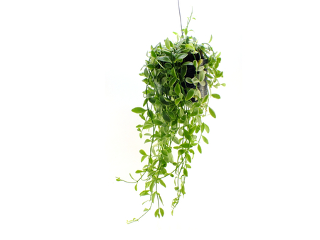 green plant hanging isolated collection on white backgroundの写真素材