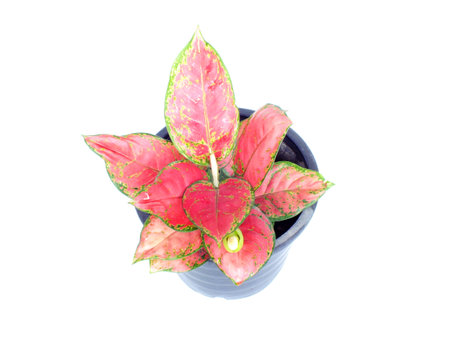 red leaf house plant on white backgroundの写真素材