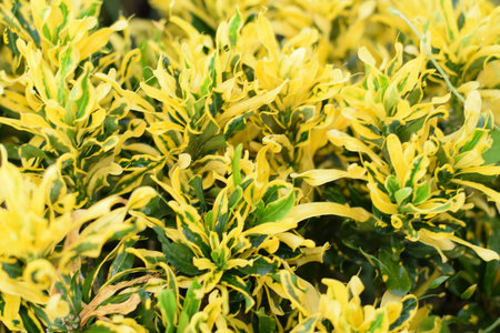 fresh leave croton natural backgroundの写真素材