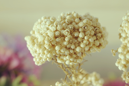 dried flower close upの写真素材