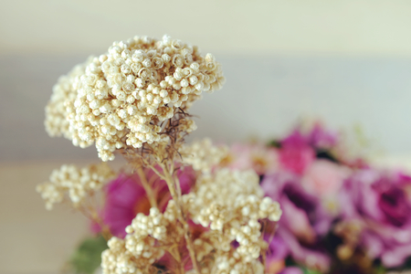 dried flower close upの写真素材