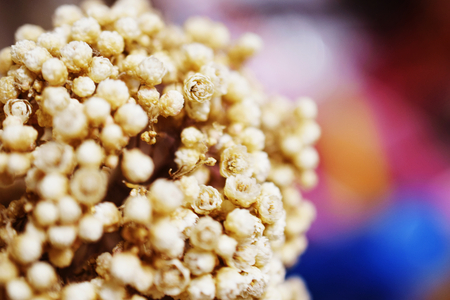 dried flower close upの写真素材