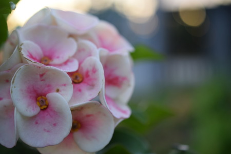 pink crown of thorns flowers on nature backgroundの写真素材