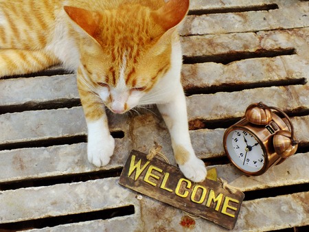 Cute orange kitten cat sitting with welcome sign still lifeの写真素材