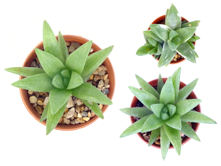 Top view of variety of cactus in flower pot on white backgroundの写真素材