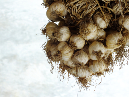 close up of bunch of white garlicの写真素材