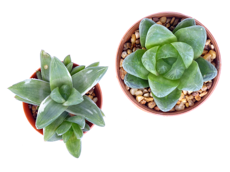 green succulent plant isolated on white backgroundの写真素材