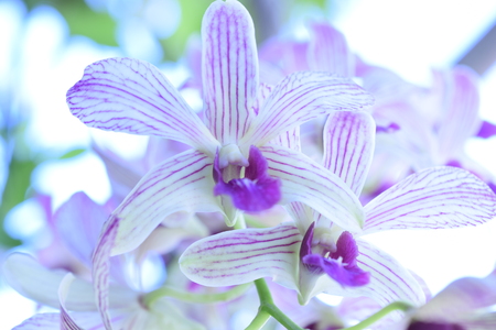close up of white orchid with pink nature backgroundの写真素材