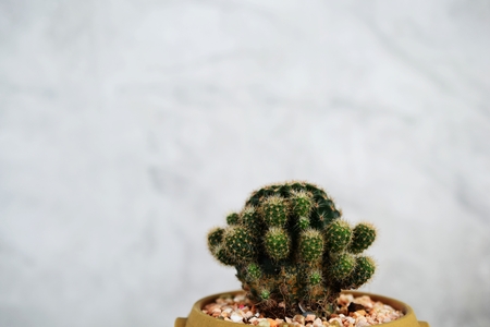 cactus succulent in flower pot on wooden backgroundの写真素材