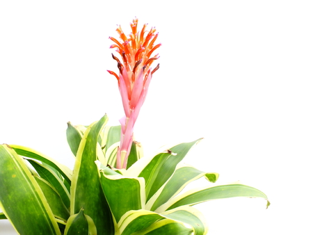 aechmea fasciata bromeliad isolated on white backgroundの写真素材