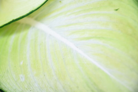 close up of green leave nature abstract nature backgroundの写真素材