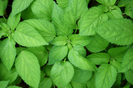 close up of green leave nature abstract nature background