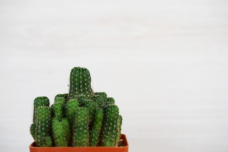 cactus succulent in flower pot on wooden backgroundの写真素材