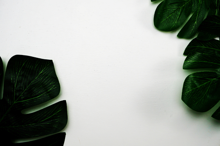 tropical leaves monstera and space copy on white backgroundの写真素材