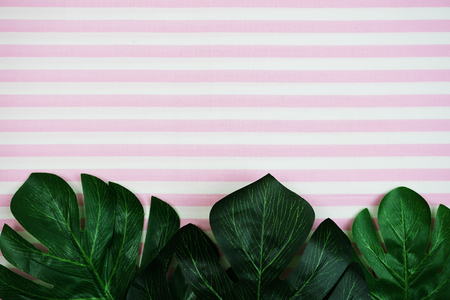 tropical leaves monstera and space copy on pink backgroundの写真素材