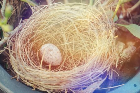 bird nest with egg in the garden with filter colorの写真素材