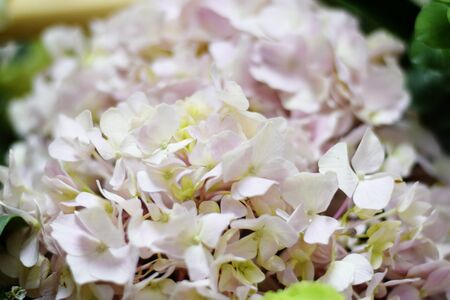 Beautiful purple hydrangea flower close upの写真素材