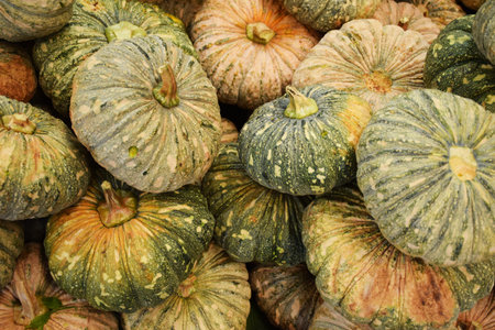 Green Pumpkins backgroundの写真素材