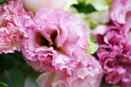 Pink carnation flower close up with filter colorの写真素材