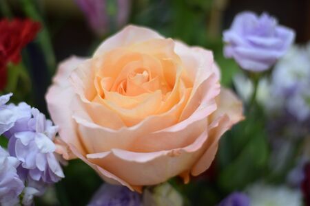 Close up beautiful Pink rose flower bouquetの写真素材