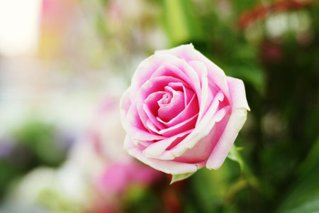 Close up beautiful Pink rose flower bouquet