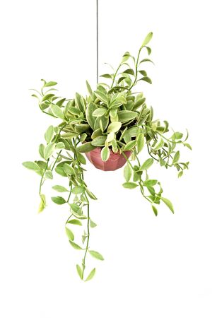Green plant Hanging isolated on white backgroundの写真素材