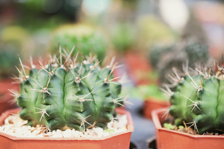 Green Cactus Succulent Small Plant Home Garden