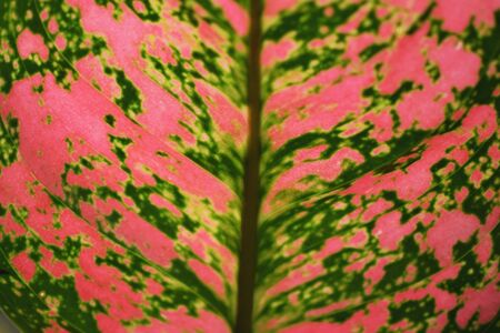 Close up of colorful green leaf nature abstract backgroundの写真素材