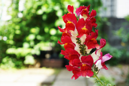 Beautiful red and white snapdragon in the gardenの写真素材