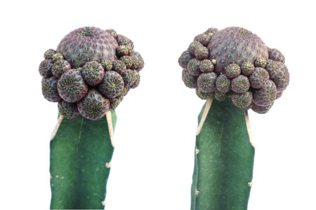 Cactus succulent plant isolated on white background