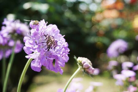 Butterfly Blue Pincushion Flower Bloomingの写真素材