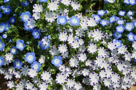 Vivid blue blooming flower Spring and Summer backgroundの写真素材