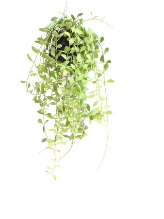 Green house ivy plant Hanging in flower pot isolated on white backgroundの写真素材