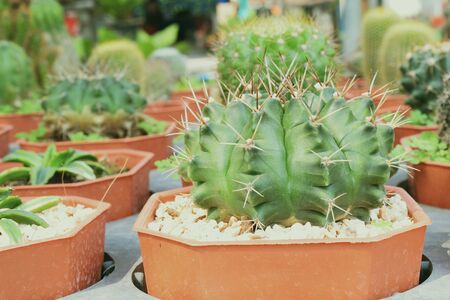 Green Cactus Succulent Small Plant Home Gardenの写真素材