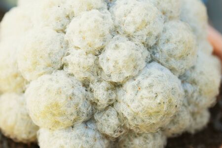 Green Cactus Succulent Small Plant Home Gardenの写真素材