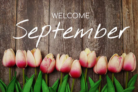 Welcome September text and tulip flower decoration on wooden backgroundの写真素材