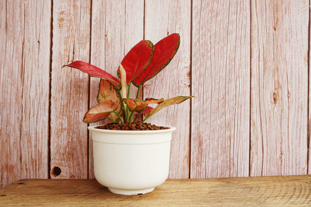 Green home houseplants on wooden backgroundの写真素材