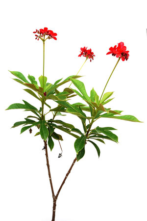 Jatropha integerrima plant isolated on white backgroundの写真素材