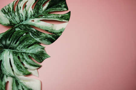 Monstera leave with space copy on pink backgroundの写真素材