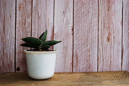 Green home houseplants on wooden backgroundの写真素材