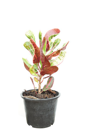 Croton plant isolated on white background