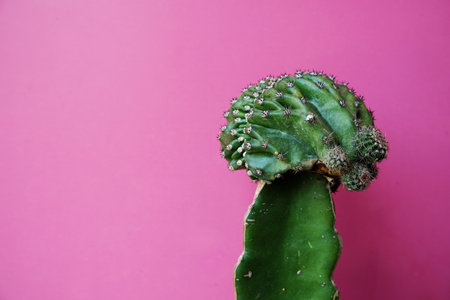Cactus isolated on pink backgroundの写真素材